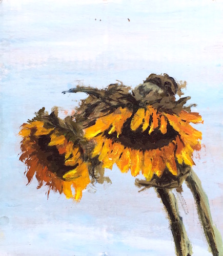 sunflowers